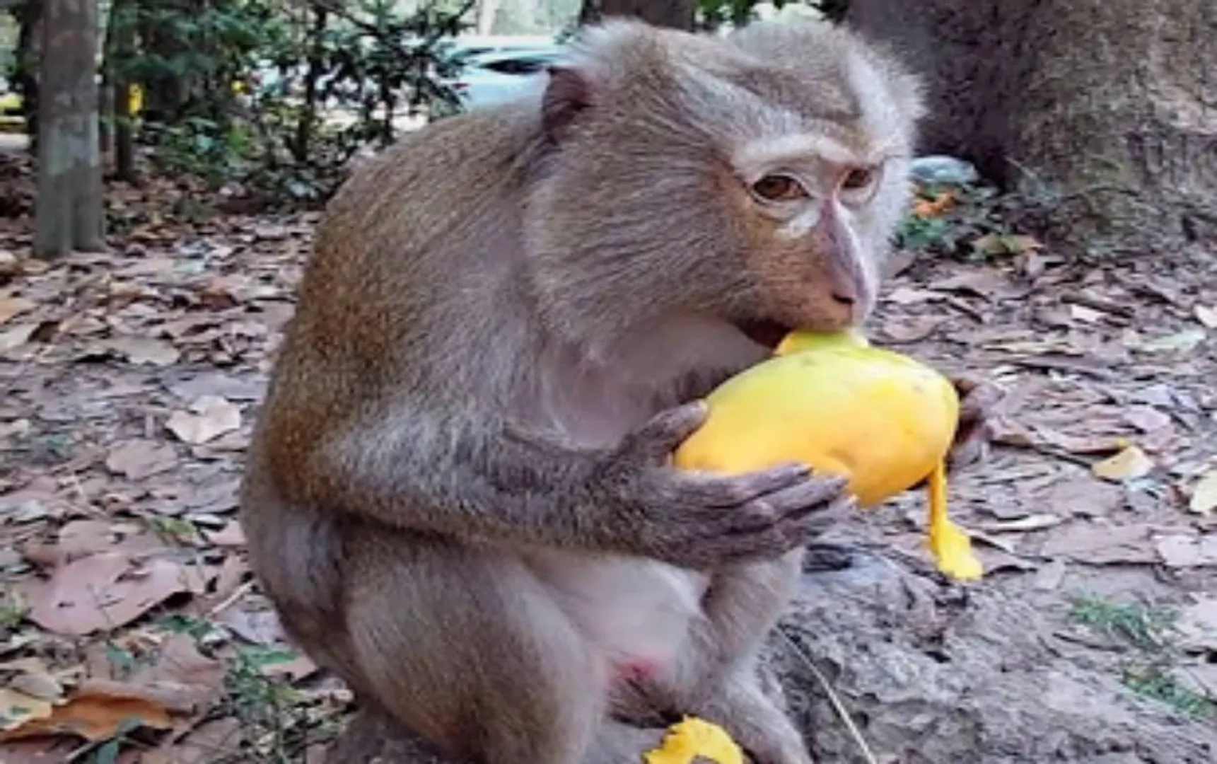 monkeys